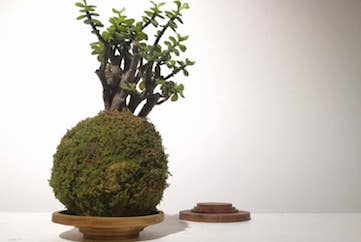 atelier kokedama montpellier